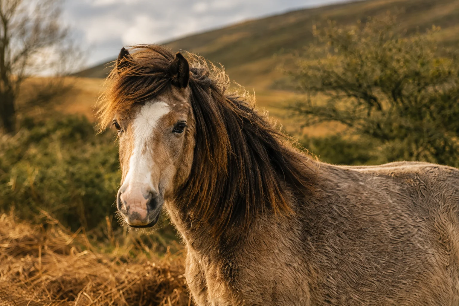 A Welsh mountain pony grazing in rough moorland grass
