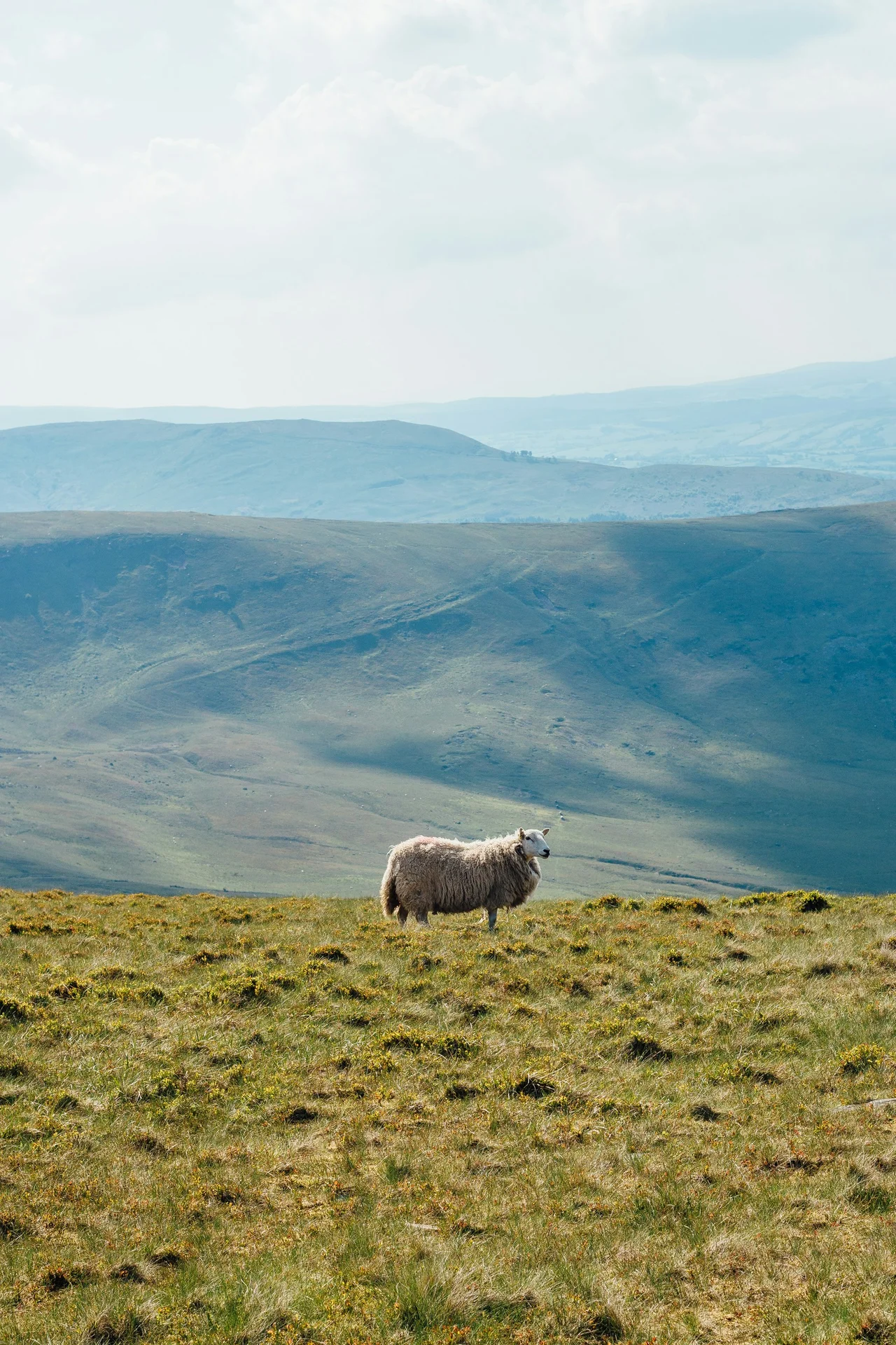 A lone sheep on open moorland with hazy Beacons ridgelines beyond
