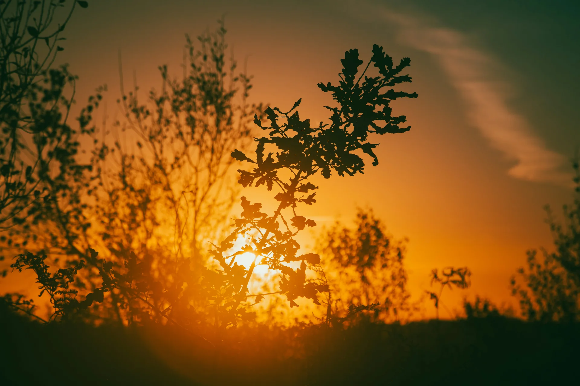 Oak leaves silhouetted against a glowing orange sunset sky