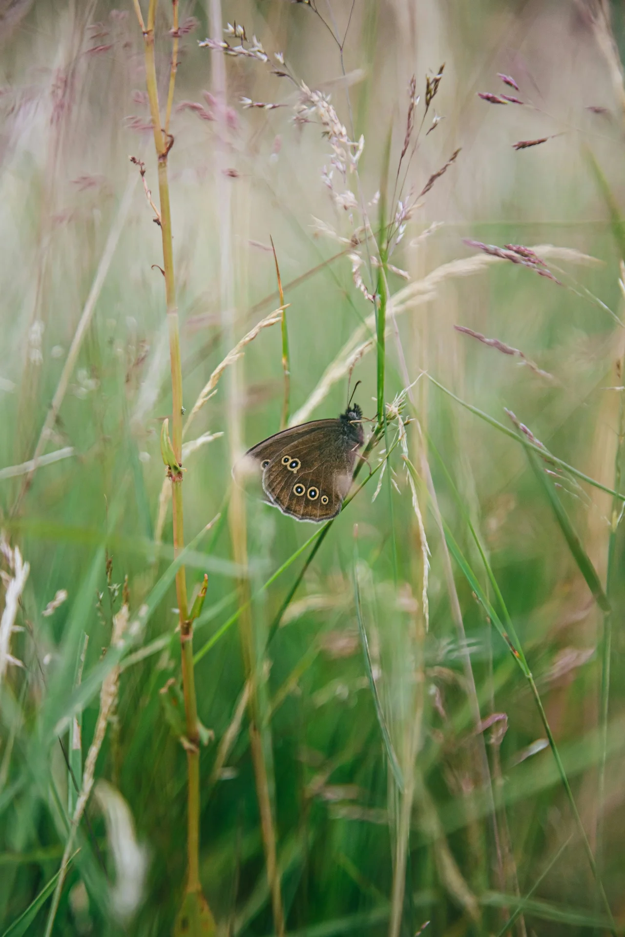 A ringlet butterfly resting on a grass stem among tall summer meadow grasses