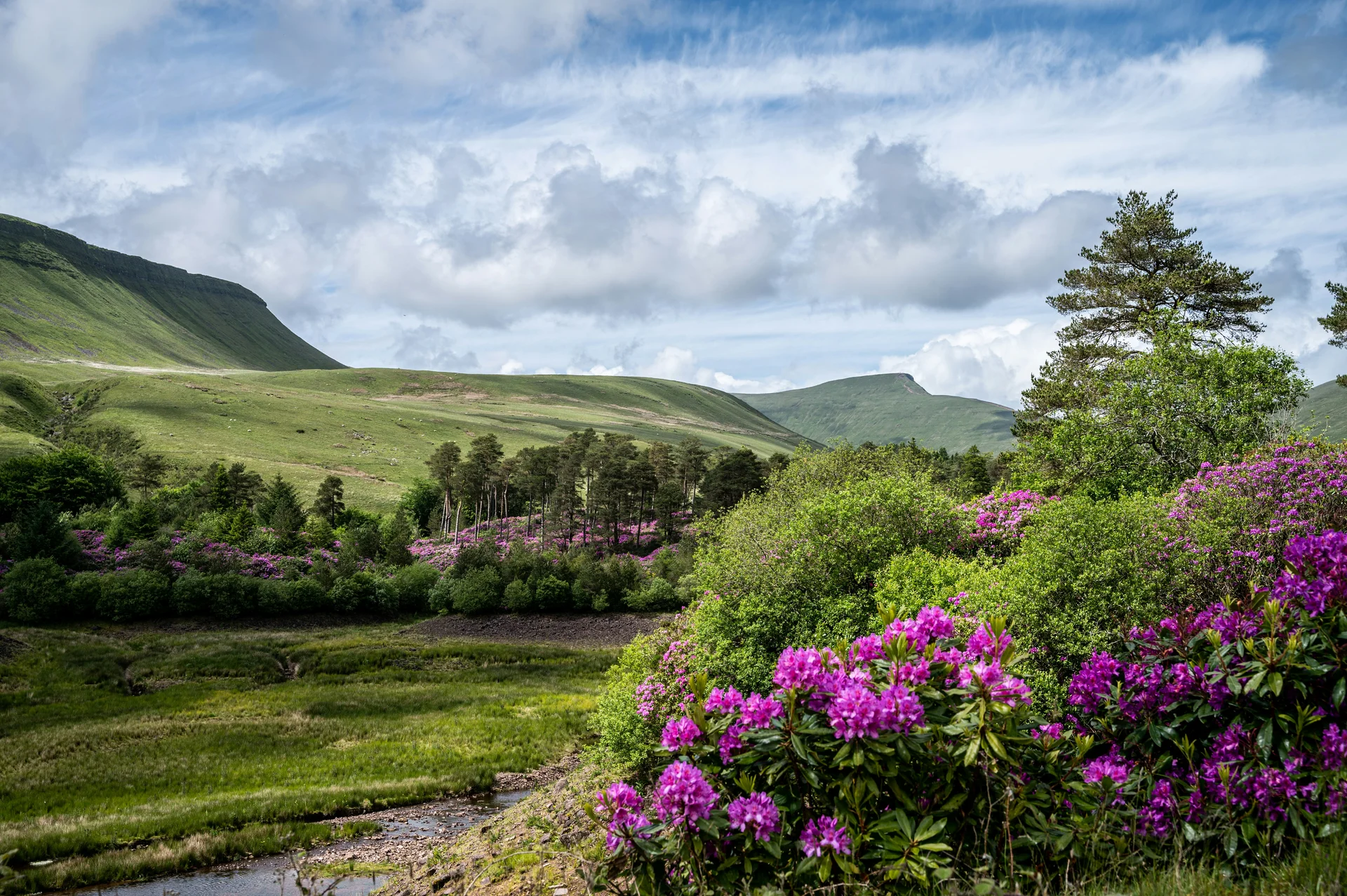 Blooming rhododendrons beside a stream in the grounds of Craig-y-Nos Country Park, hills beyond