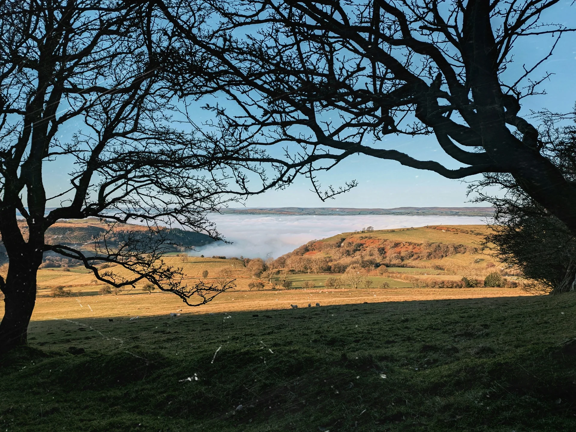 Cloud inversion filling a tree-framed valley below the northern ridge