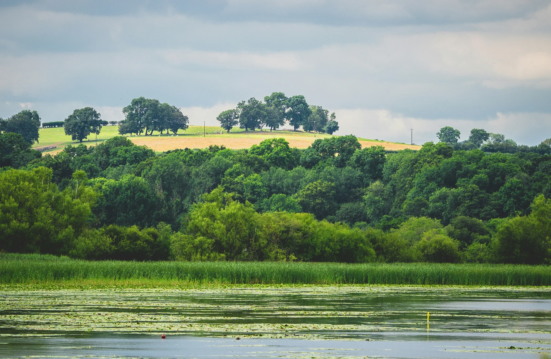 Calm, reed-lined water along the Monmouthshire and Brecon Canal, farmland beyond