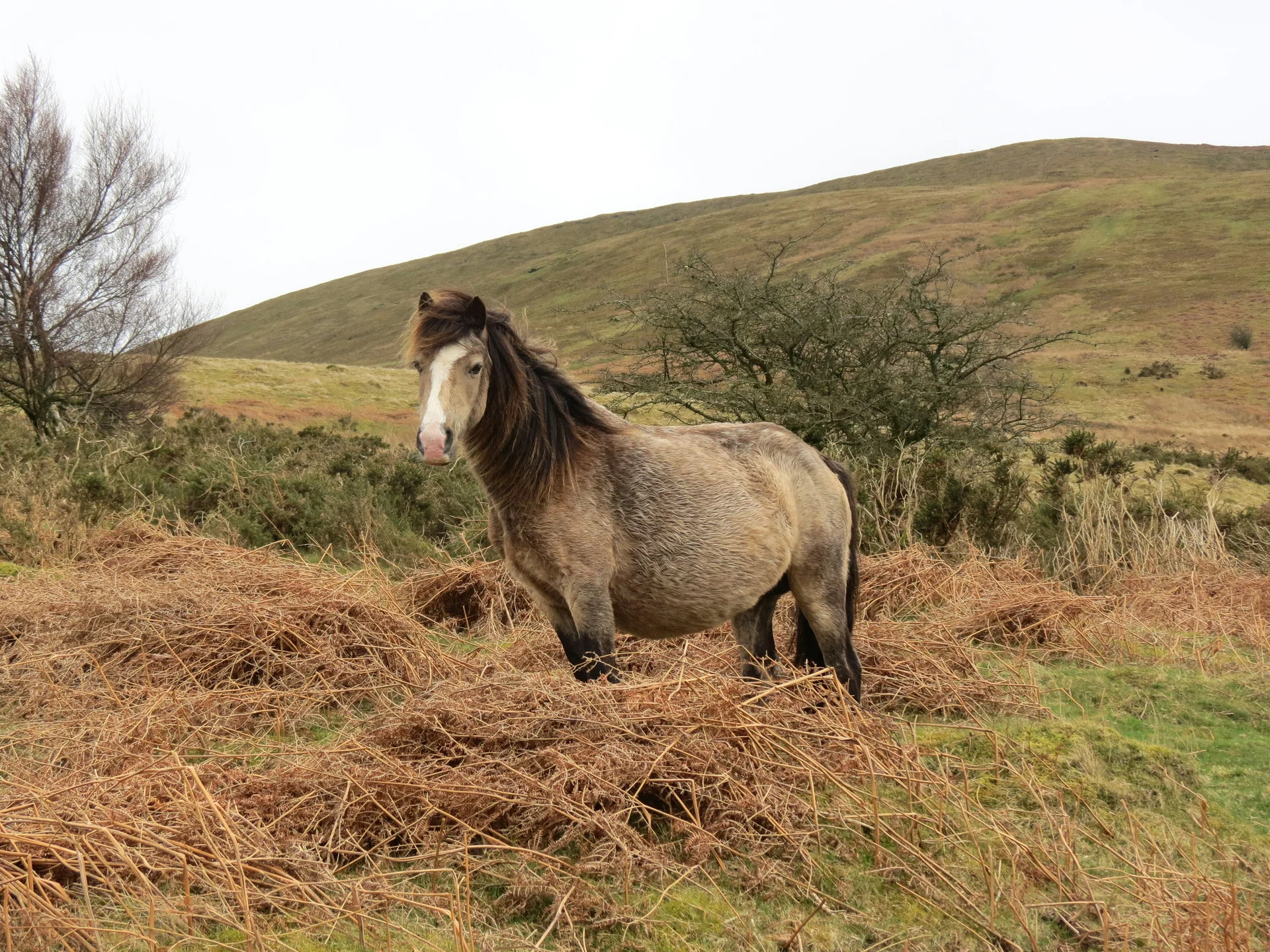 A wild pony grazing on Mynydd Illtud Common