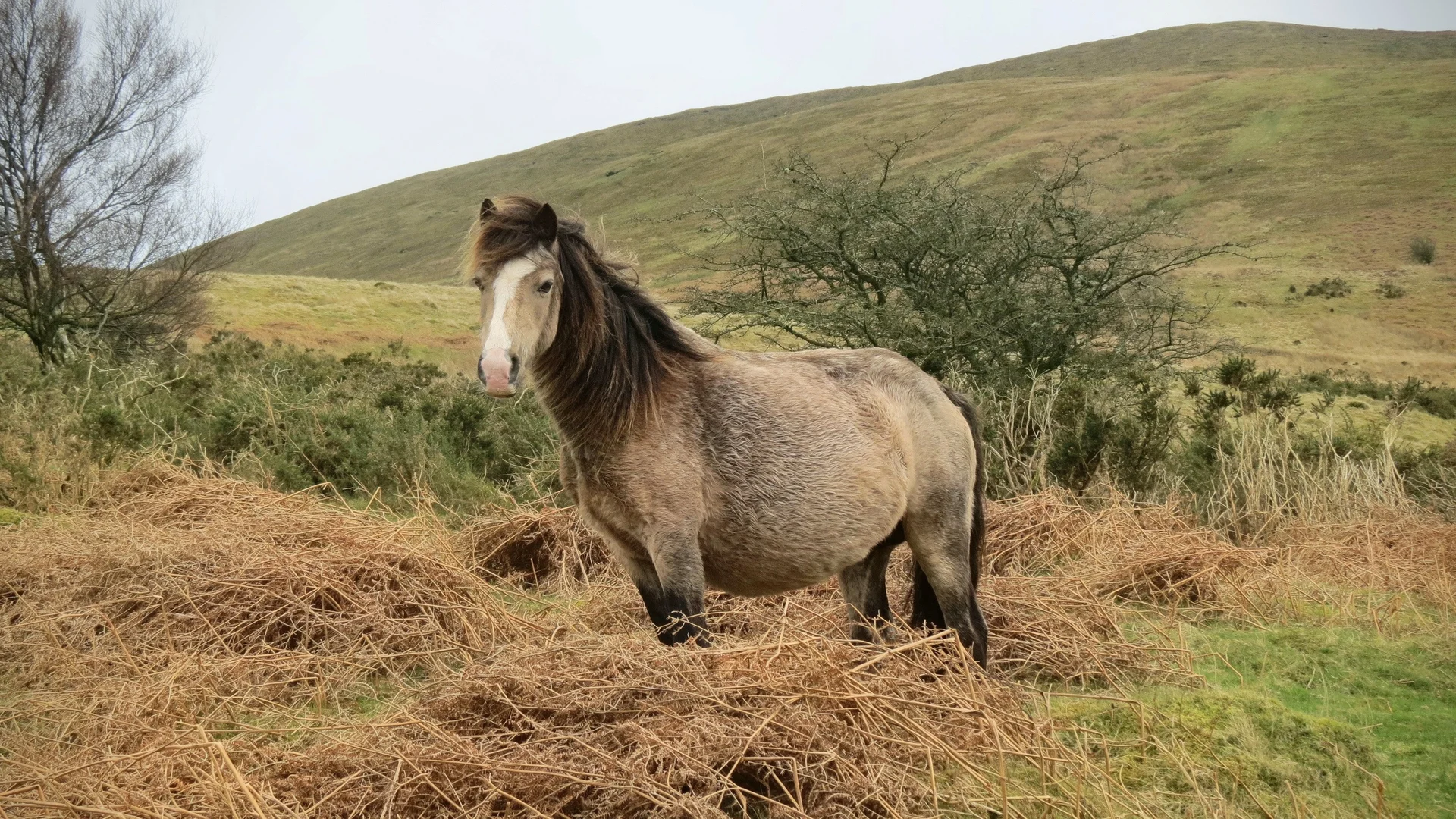 A cream-and-chestnut Welsh mountain pony standing among dead bracken on an open hillside