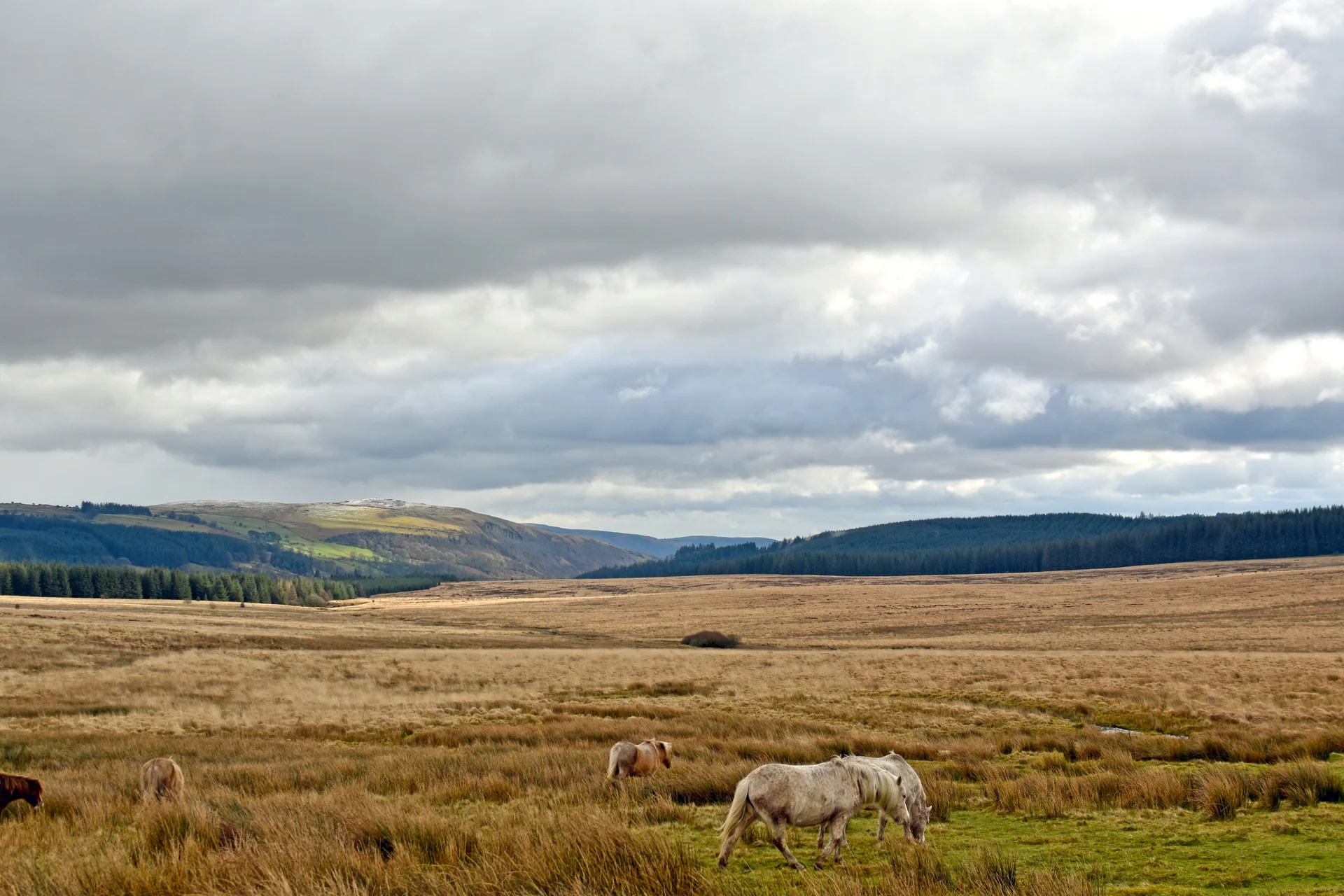Wild ponies grazing on the open moorland of Mynydd Illtud Common