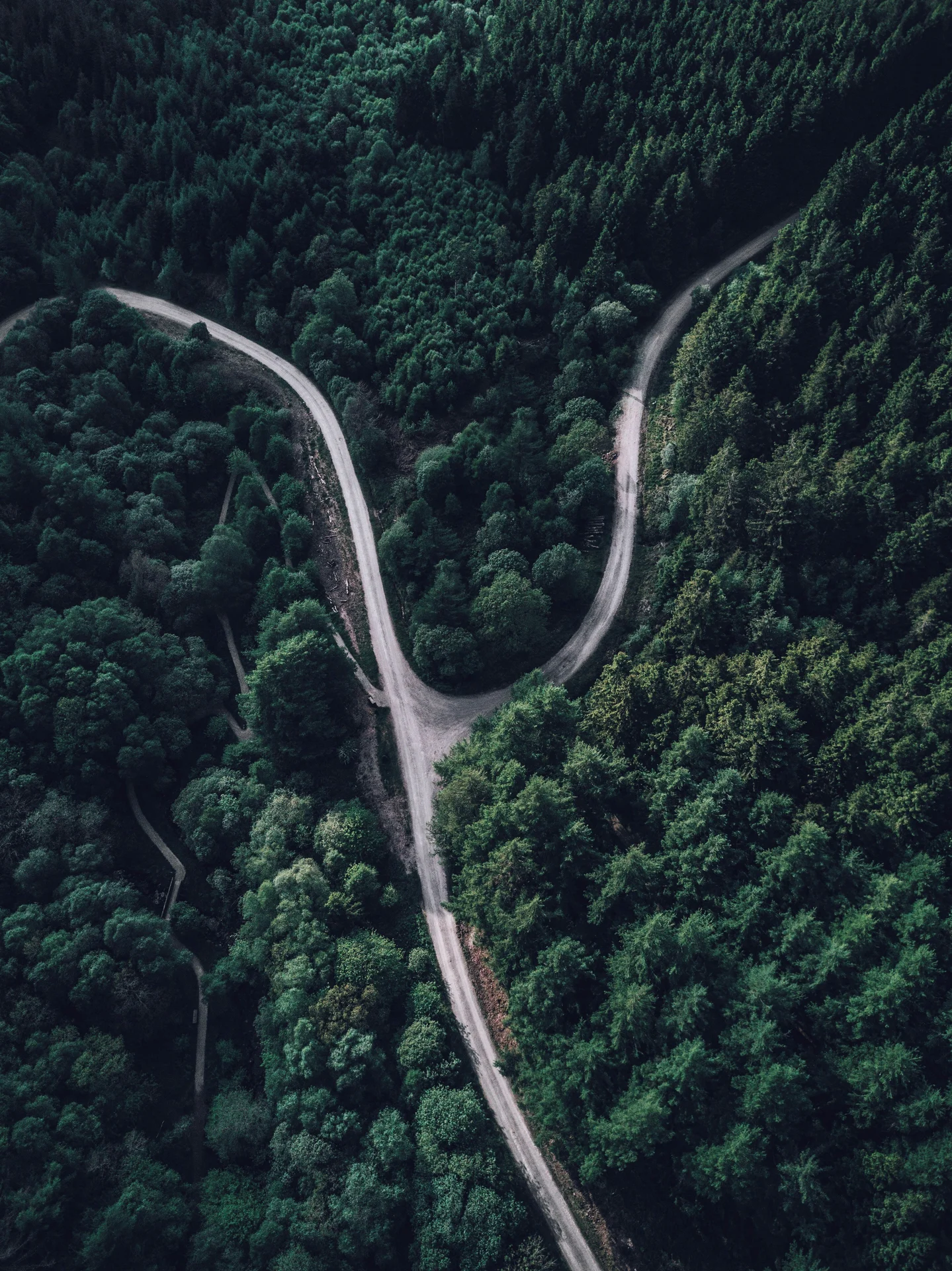 Forest track winding through dense woodland near the Taf Fechan river