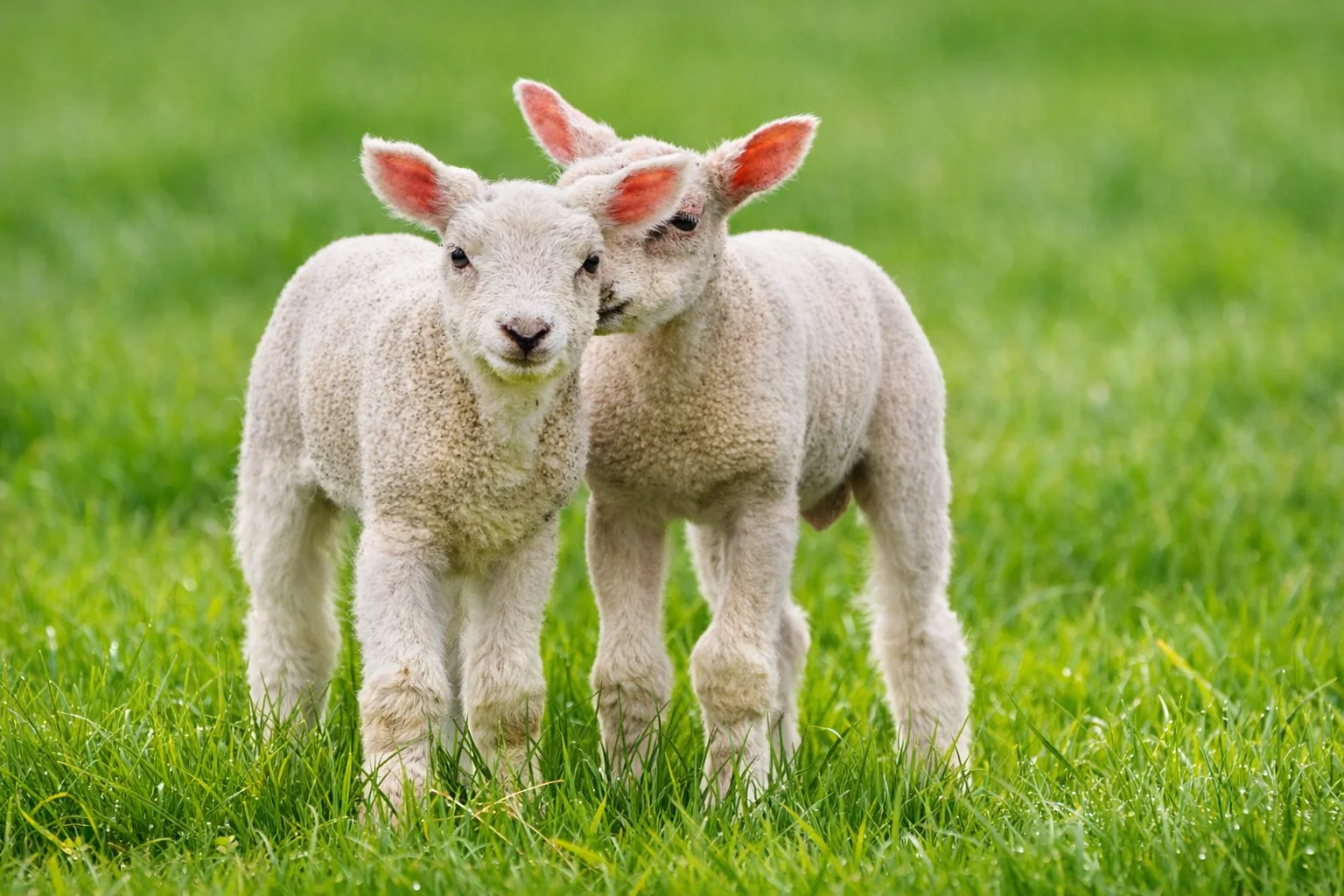 Two spring lambs standing together in bright green pasture